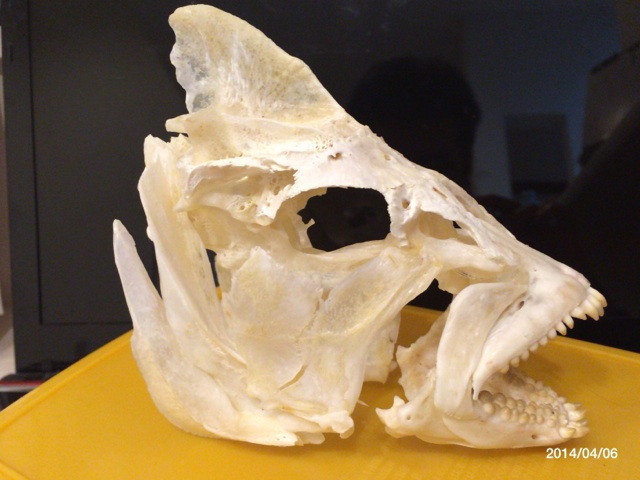 チヌの骨格