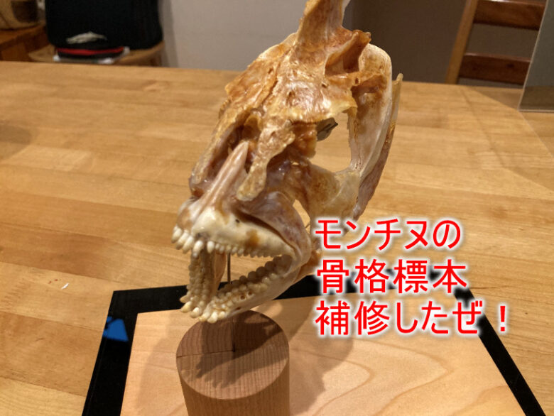 57センチの巨大チヌの骨格標本を補修した｜しまちゃんの釣りログ