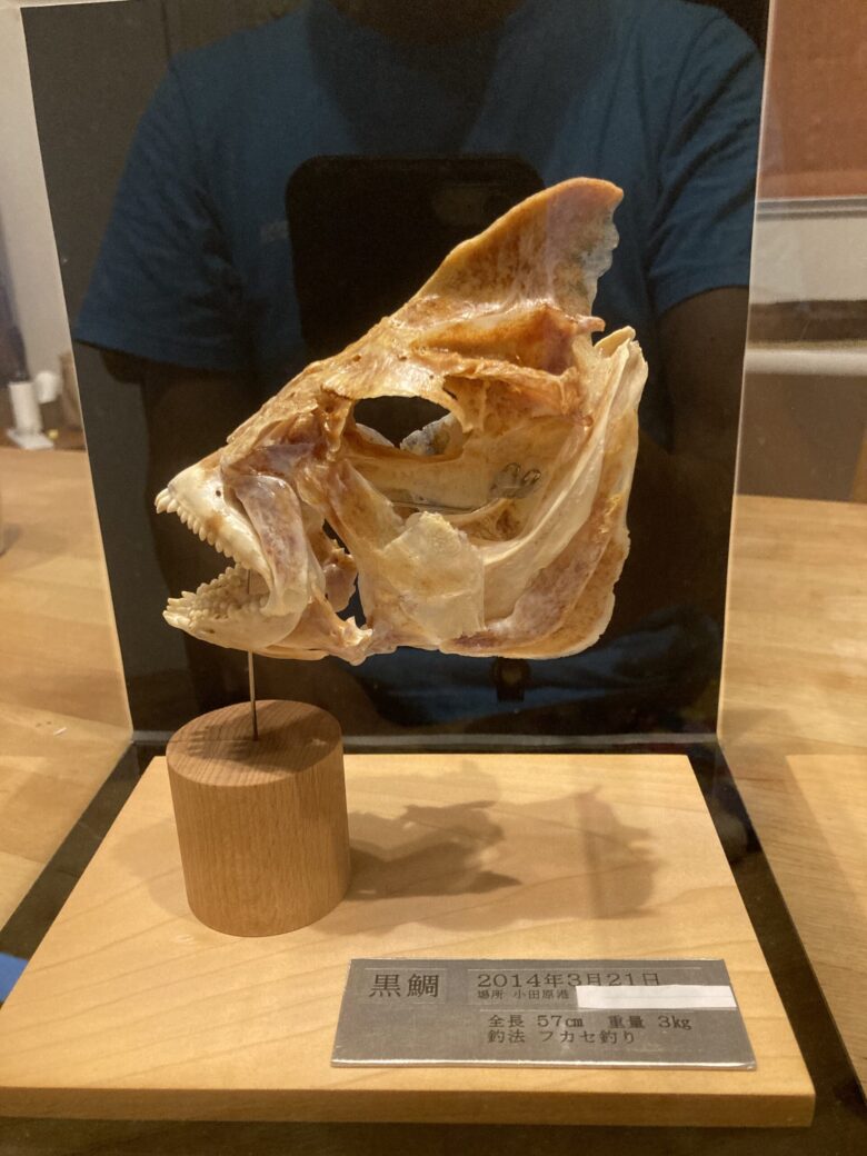 チヌの骨格標本