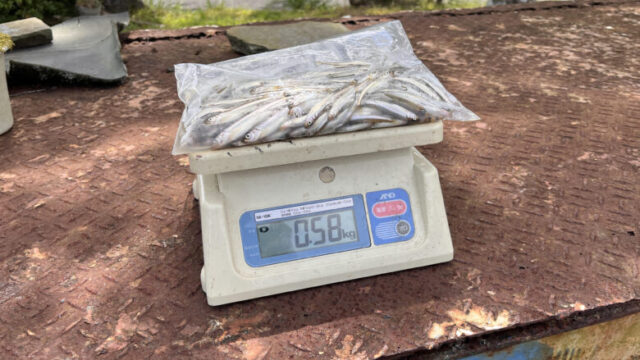 釣れたワカサギの重力